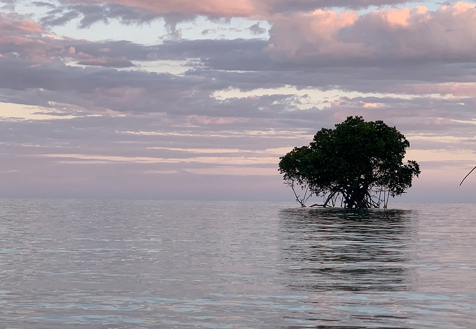 “It captured the moment of peace and  magical colours just before sunset of a  mangrove in the water, just the barking dog in the distance missing.”
