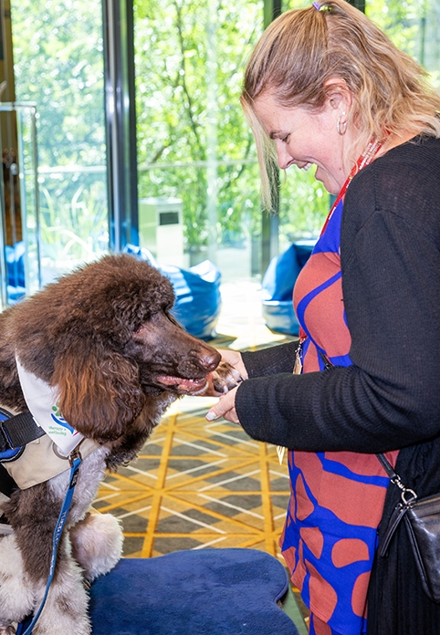 Wellbeing and therapy dog Milo filling the Wellbeing Lounge with smiles and calm.